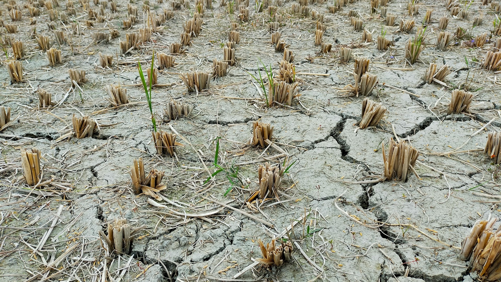 Drought Resilience Program