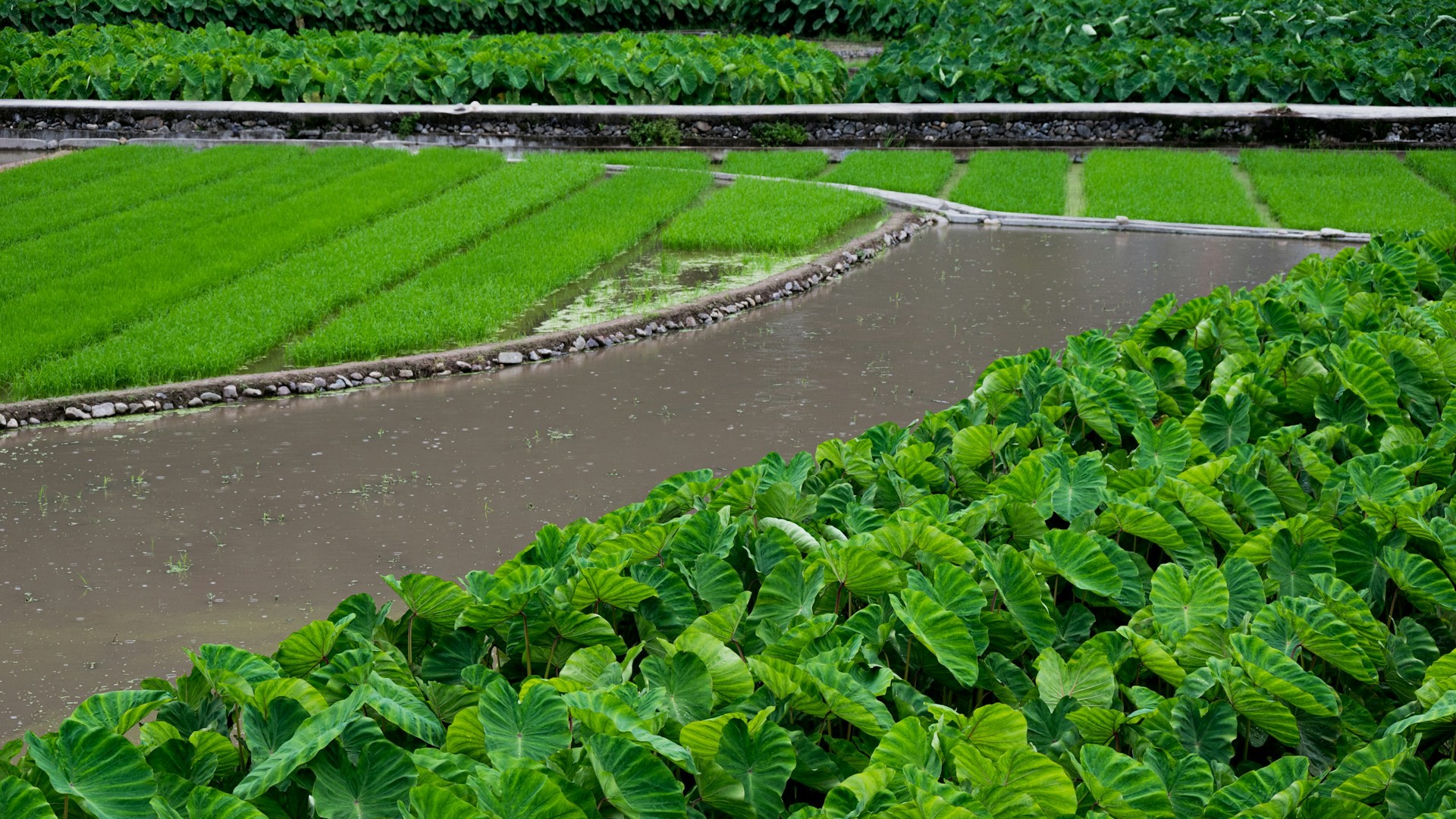 Irrigation Best Practices for Small-Scale Farmers